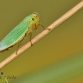 Schmuckzikade (Cicadella sp.)